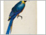 [thumbnail of Thimann_Image_and_objectivity_in_early_modern_ornithology_2015.pdf]